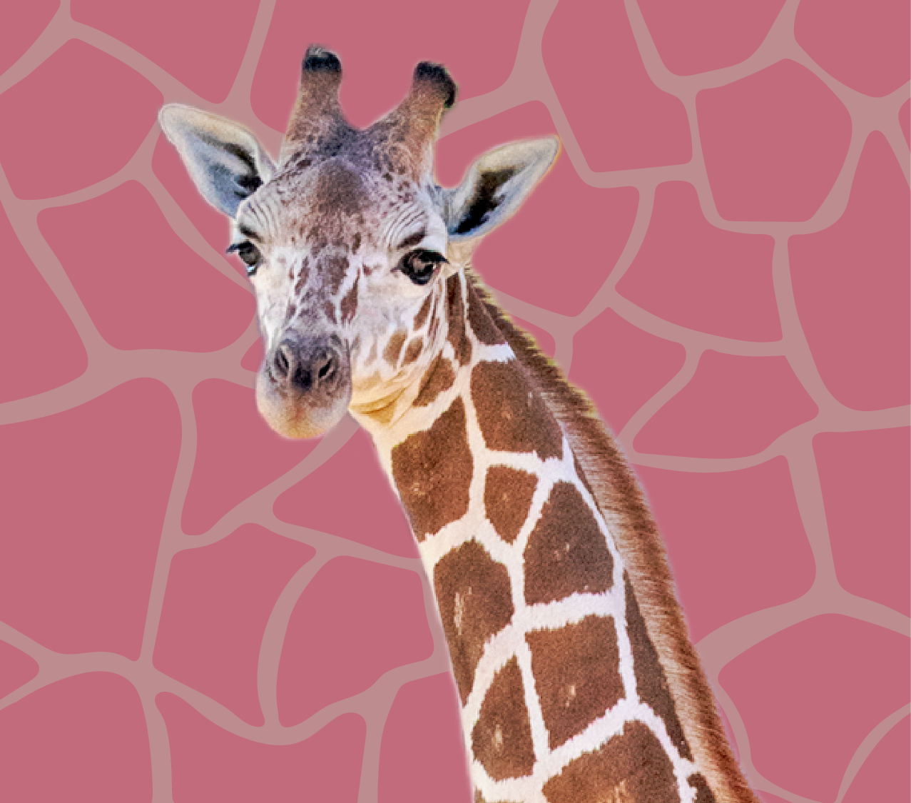 giraffe-GPZ Slider (2)